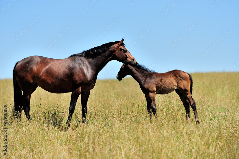 Horse Horse