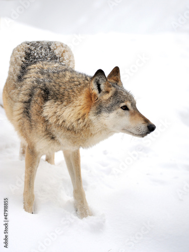 Wolf © byrdyak