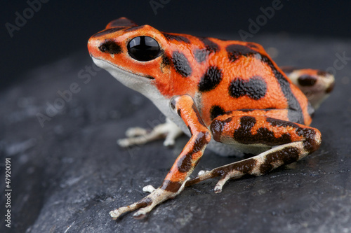 Fototapete Spotted dart frog / Oophaga pumilio