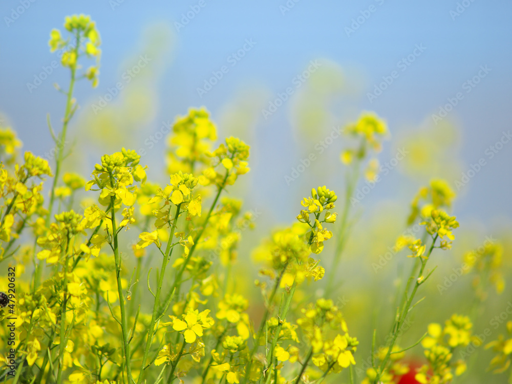 Canola Flowers Canola Flowers
