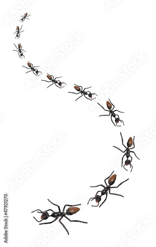 Toy Ants
