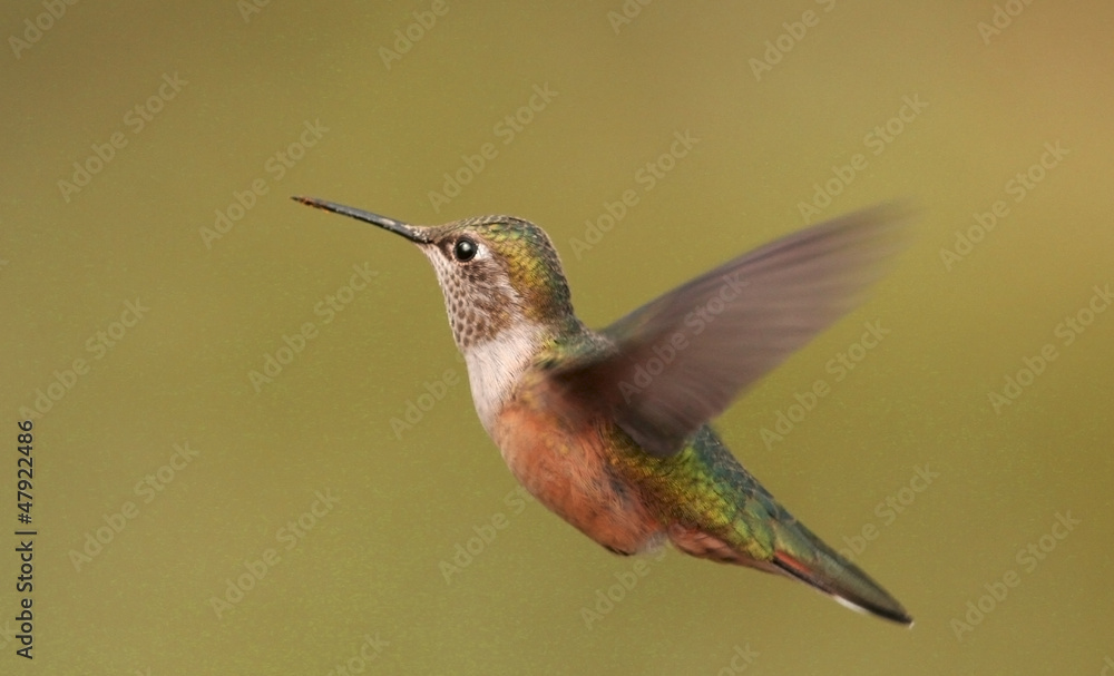 Broad-tailed hummingbird female (Selasphorus platycercus) Broad-tailed hummingbird female (Selasphorus platycercus)