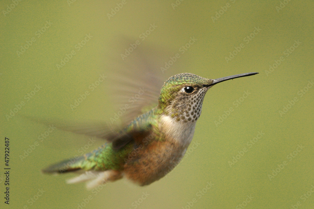 Obraz premium Broad-tailed hummingbird female (Selasphorus platycercus)