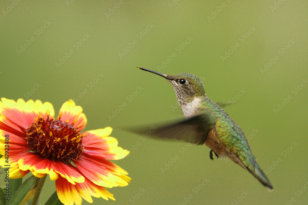 Fototapeta premium Broad-tailed hummingbird female (Selasphorus platycercus)