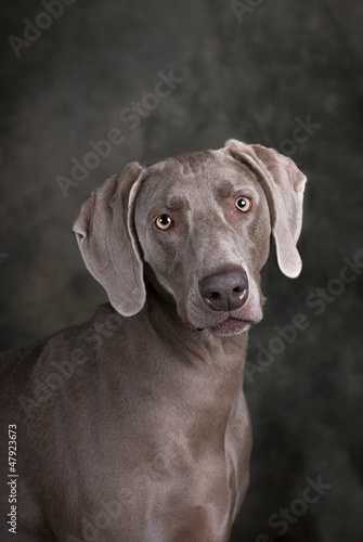 Wallpaper Mural Weimaraner Torontodigital.ca
