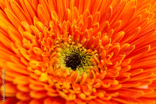 beautiful gerbera flower  close up