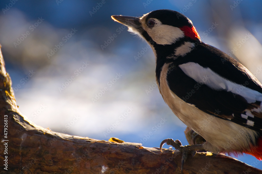 Obraz premium Woodpecker