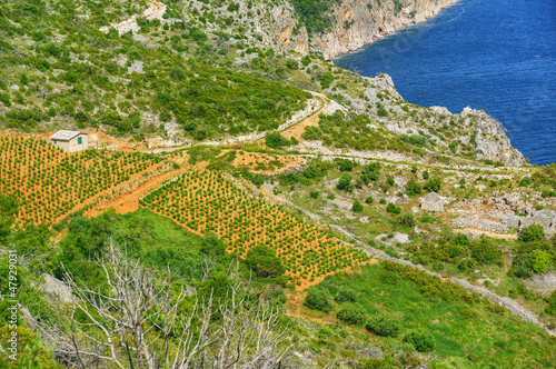Vineyards, southern coast of Hvar island, Croatia