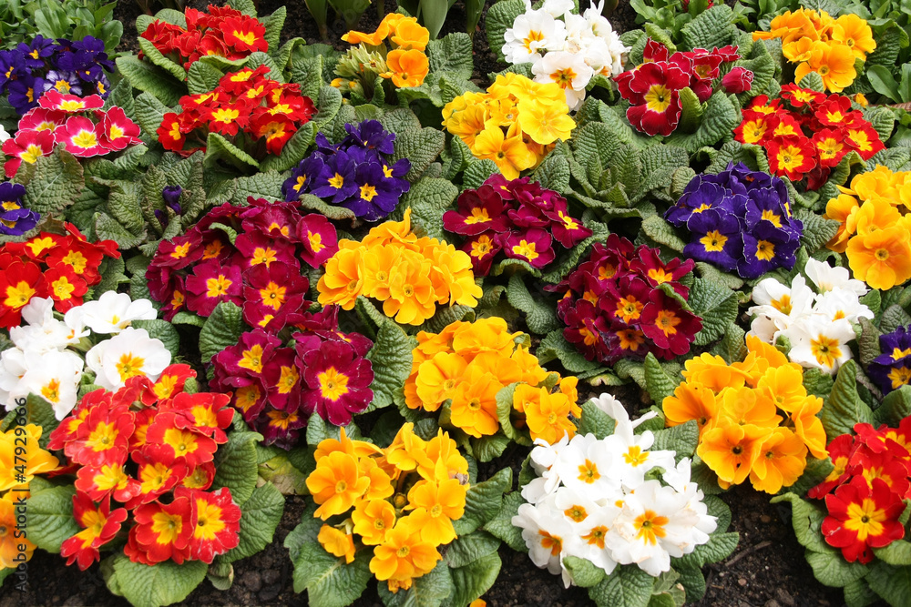 Obraz premium Assorted Primrose in different colors
