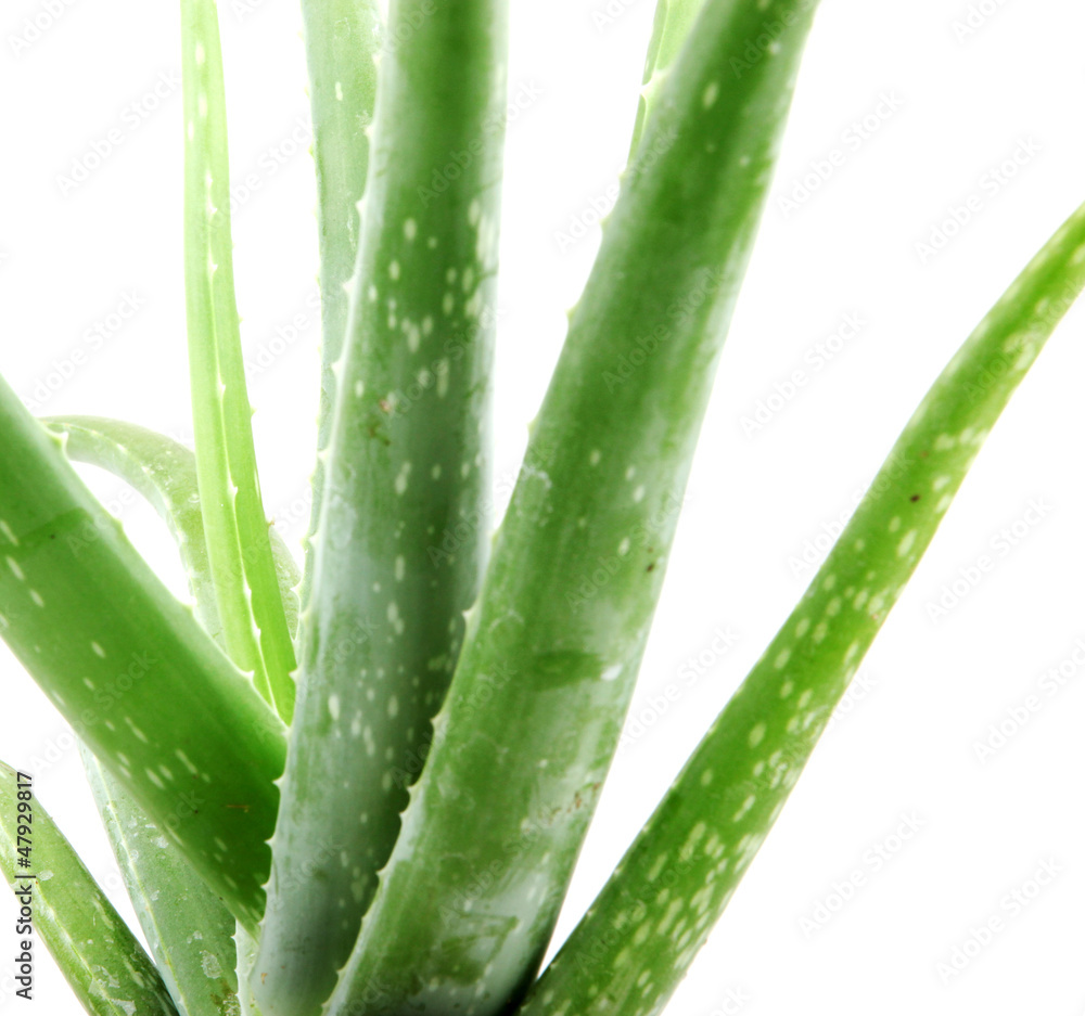 Fototapeta premium aloe