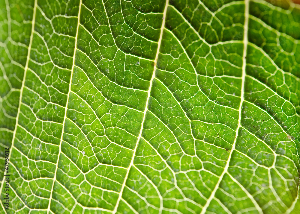 Leaf texture Leaf texture