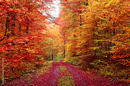 Farbenprächtiger Herbstwaldweg im Oktober