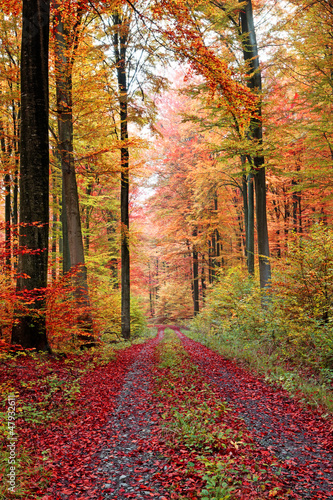 Herbstwaldweg im Oktober