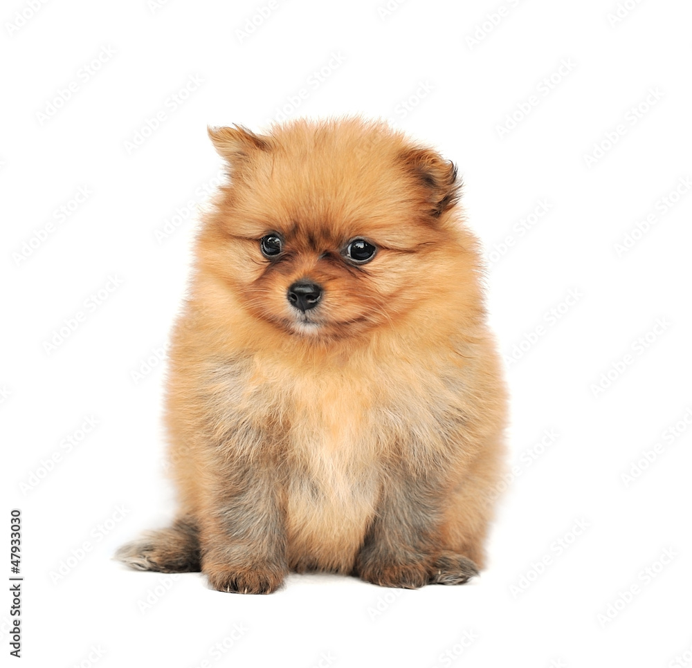Pomeranian Spitz dog. Portrait on a white background Pomeranian Spitz dog. Portrait on a white background