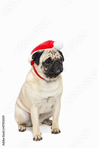 Cute pug wearing a red Santa Hat © agl