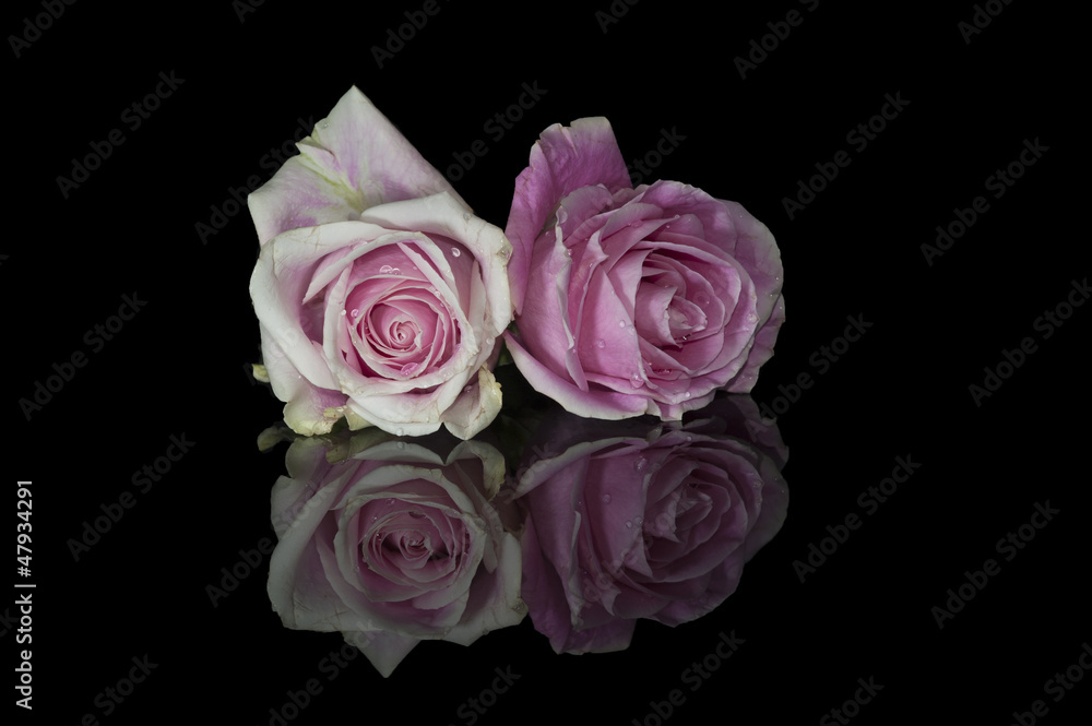 Fototapeta premium Two pink Roses