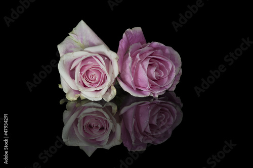 Two pink Roses