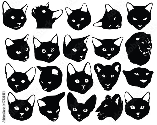 Cats