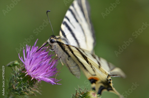 motyl