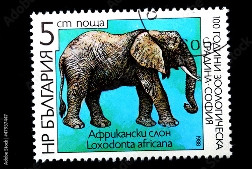 Loxodonta africana