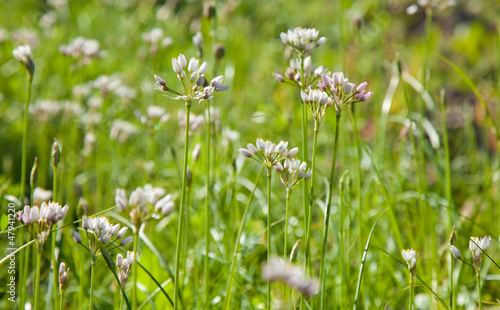 flowering Allium roseum