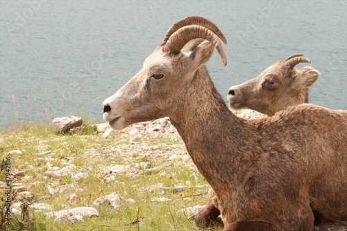 Fototapeta Naklejka Na Ścianę i Meble -  Two Big Horn Sheep