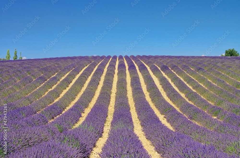 Lavendelfeld - lavender field 11 Lavendelfeld - lavender field 11