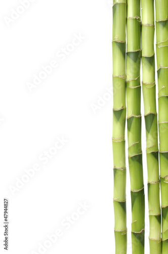 Isolated lucky bamboo stem border
