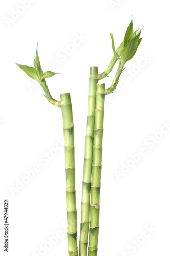 several lucky bamboo grove on white