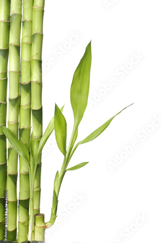 Fototapeta Naklejka Na Ścianę i Meble -  isolated bamboo
