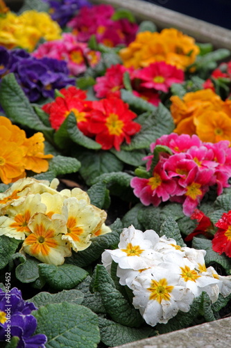 Coloring flowers park in Brussels Belgium