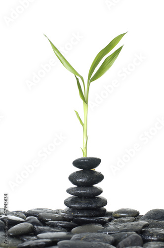 Fresh bamboo leaves with stacked of black stones