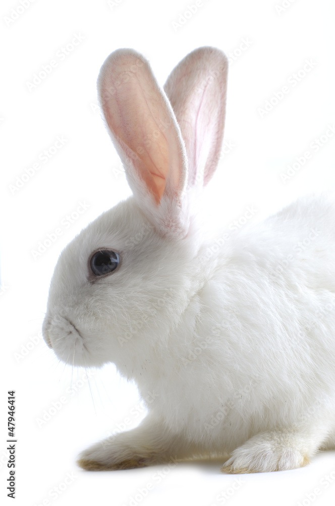 Close-up Rabbit Close-up Rabbit