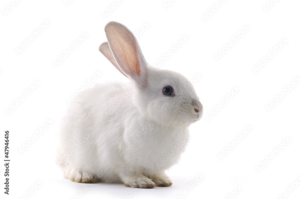 white rabbit on the white background