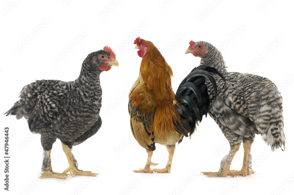 Chicken friends on white background Chicken friends on white background