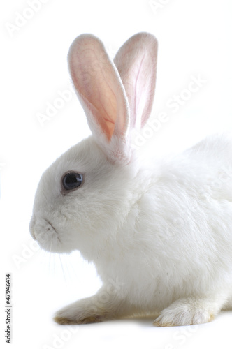 Close-up Rabbit