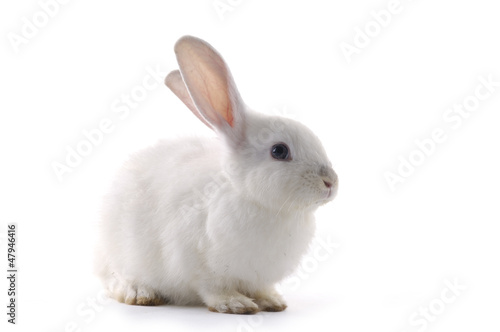 Leinwand Poster white rabbit on the white background