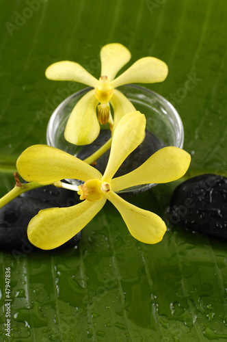 close up of a banana leaf    branch yellow orchid and stones