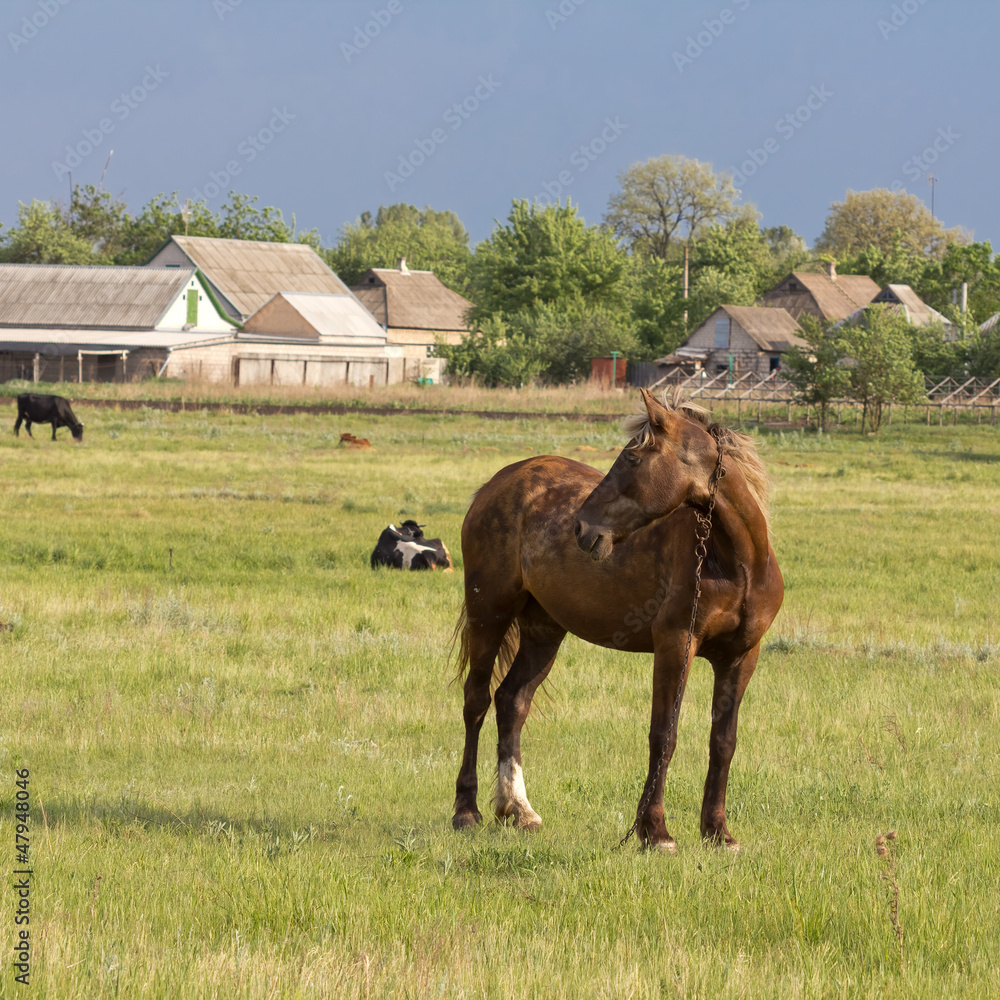 horse on a pasture