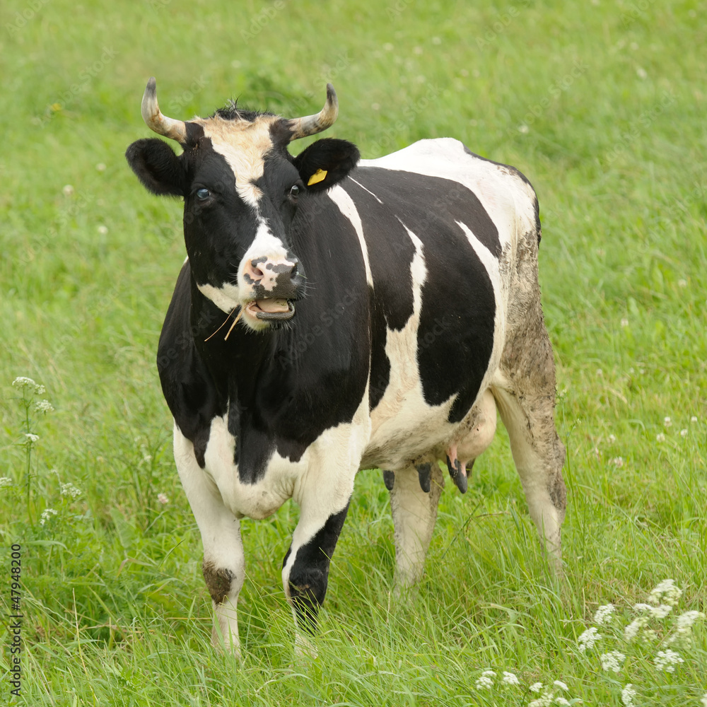 Surprised Black and White Cow with Open Mouth Surprised Black and White Cow with Open Mouth