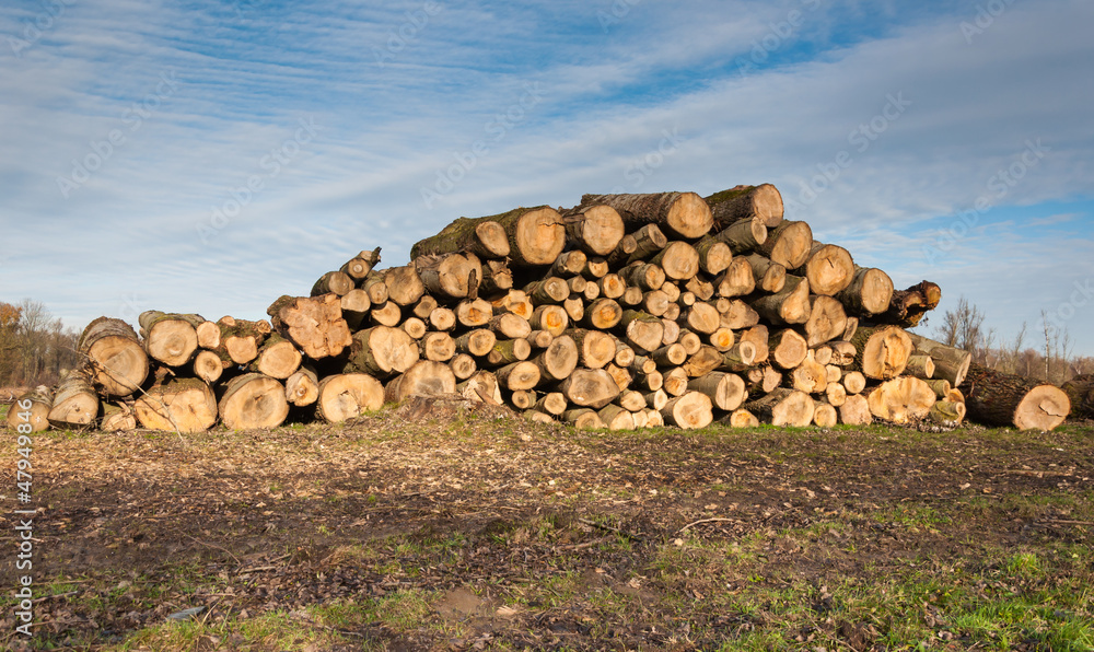 Piled tree trunks