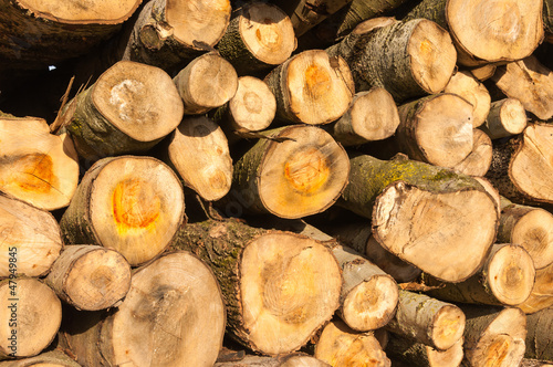 Closeup sawed tree trunks