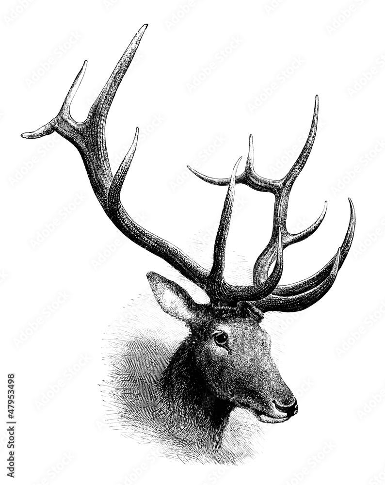 Obraz premium Wapiti Deer: Głowa