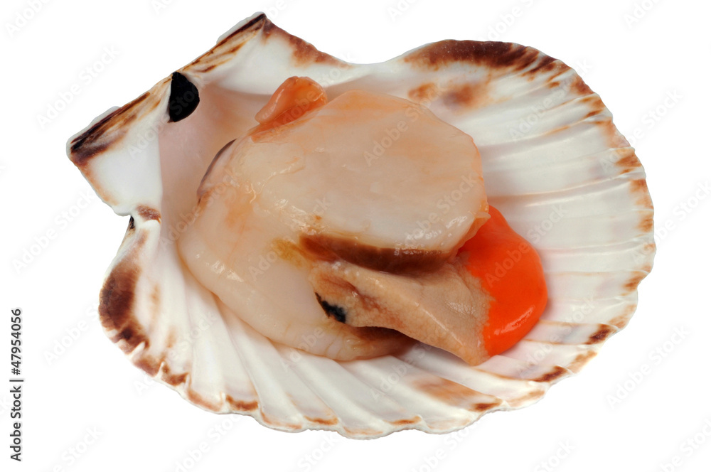 La coquille saint jacques avec son corail La coquille saint jacques avec son corail