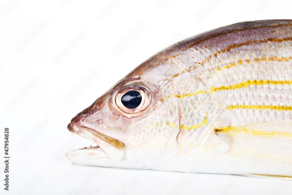fish from the andaman sea fish from the andaman sea