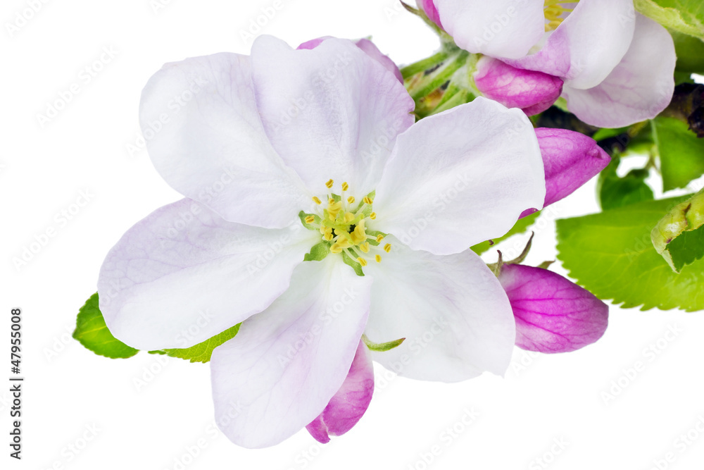Apple tree flower macro isolated Apple tree flower macro isolated