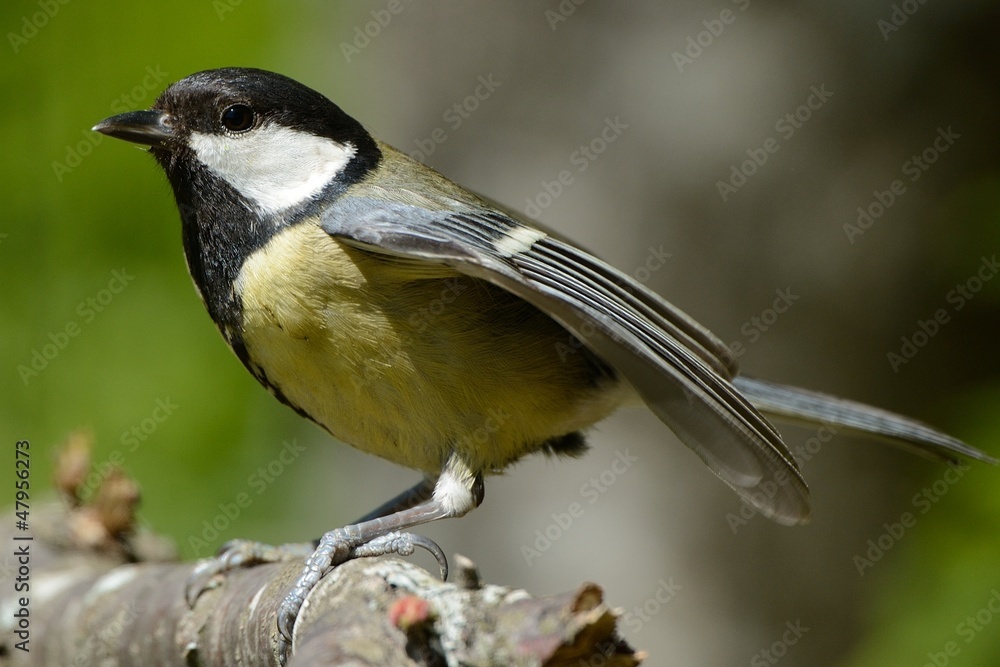 Naklejka premium Cinciallegra