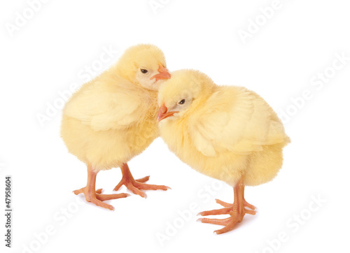 Wallpaper Mural a baby chickens over white background. Torontodigital.ca