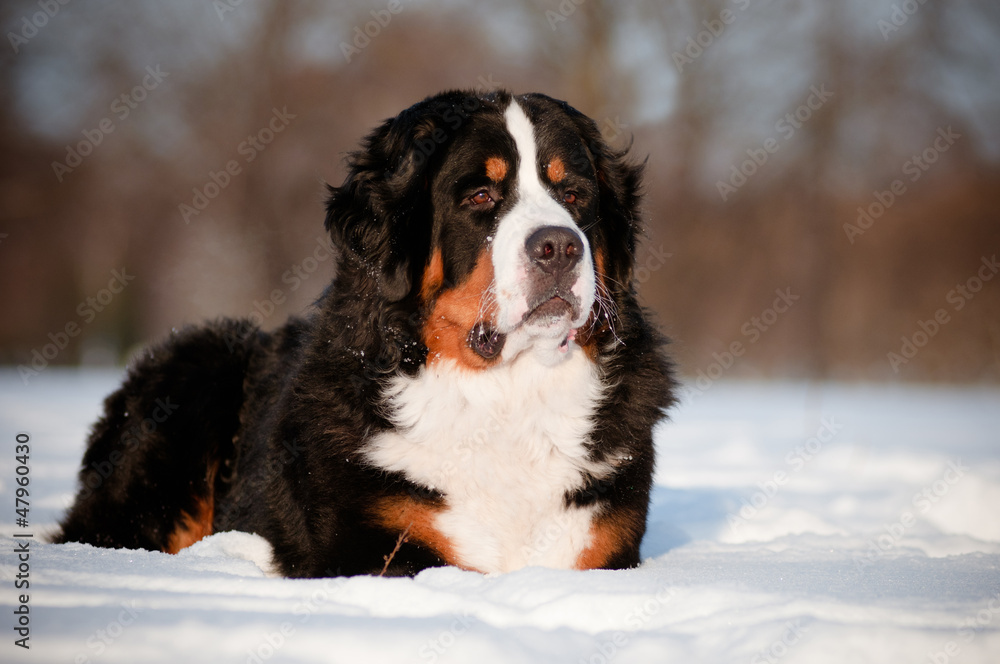 bernese mountain dog portrait in the snow