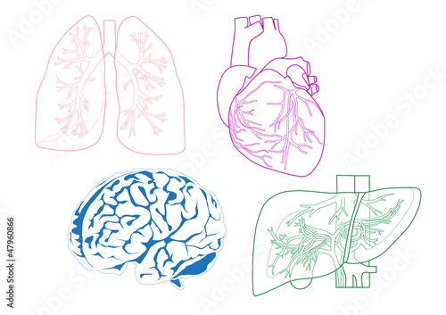 Organs